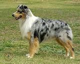 Australian Shepherd 9K7D-20